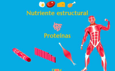 Proteínas el nutriente estructural.