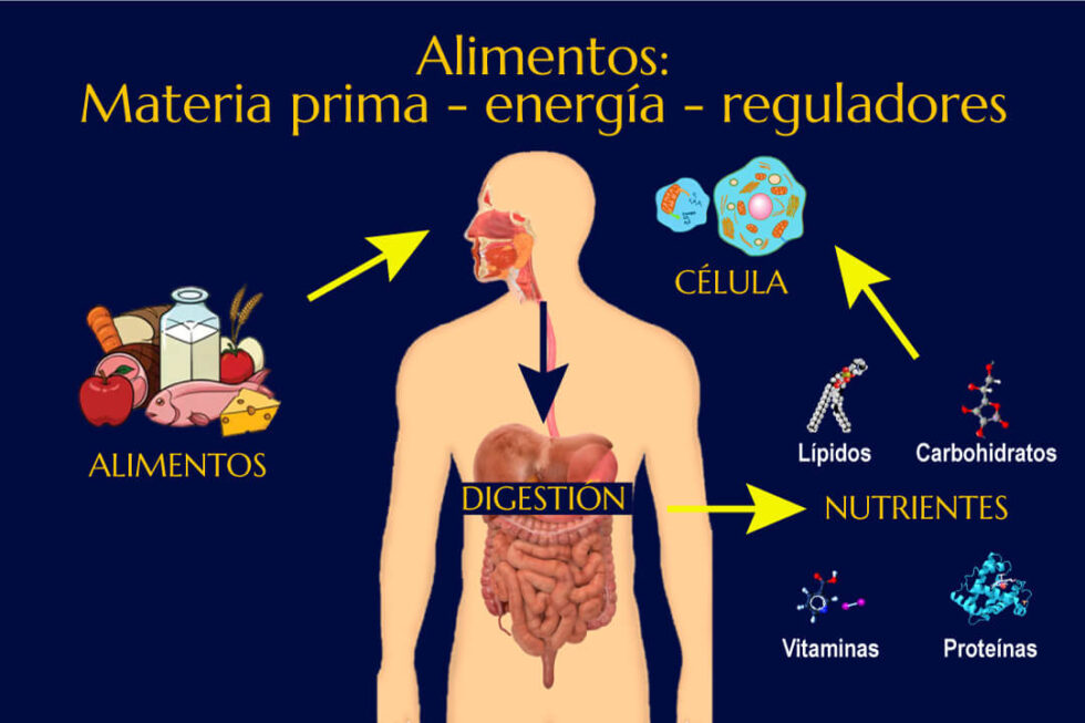 Cómo reconocer los Nutrientes. | Academia de Pacientes 24 horas