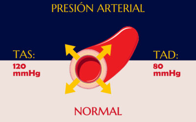 La presión arterial normal y la circulación